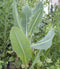 Wild lettuce Lactuca virosa